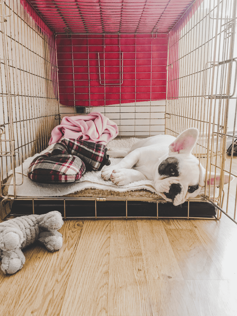 Adorable French Bulldog puppy sleeping in a pet crate, cozy with blanket and toys.