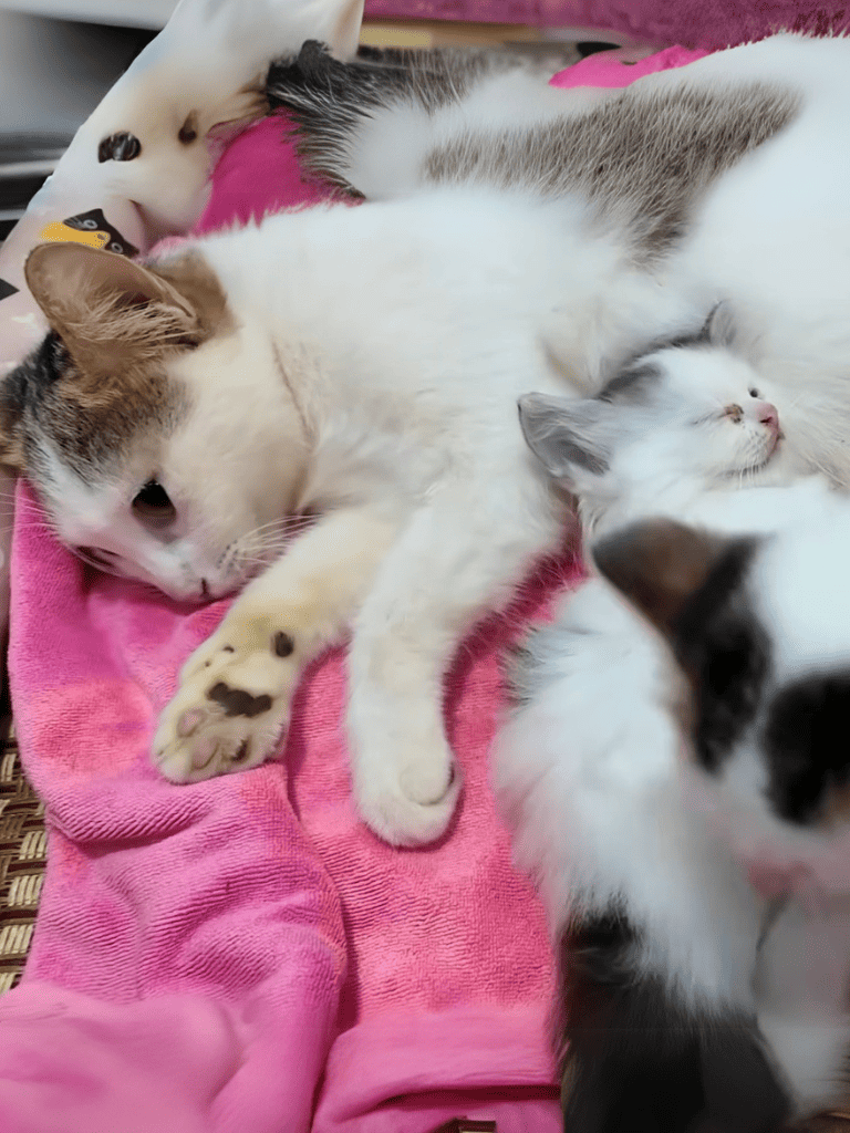 Adorable kittens snuggling on soft pink blanket, showcasing playful and cozy moments for pet care enthusiasts.