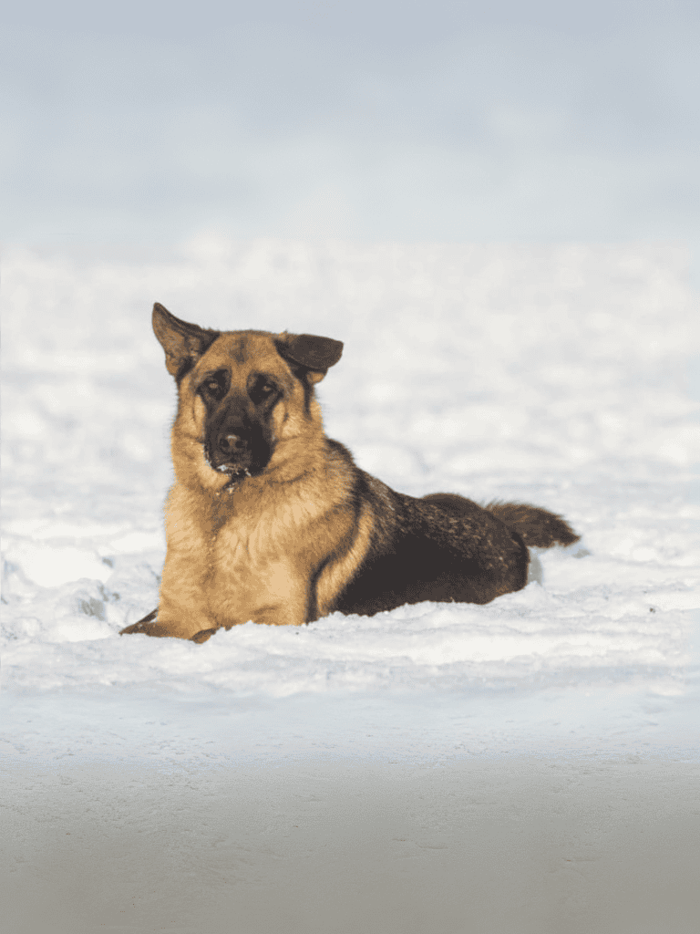 German Shepherd lying on snow-covered ground, winter outdoor scene.