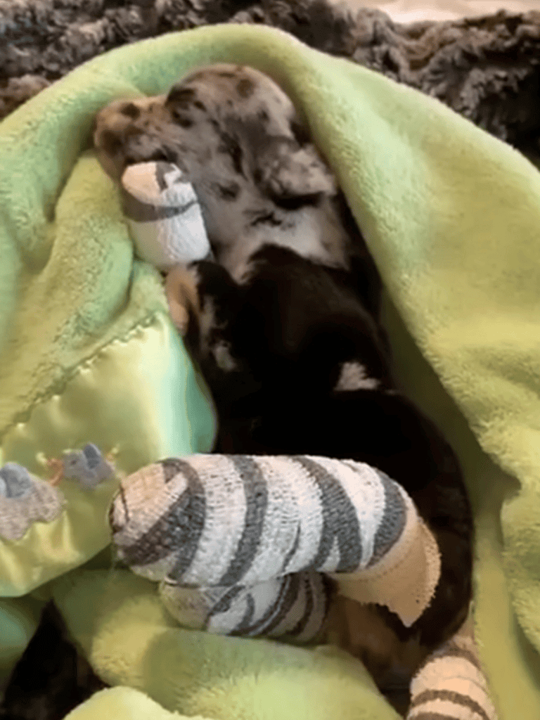 Adorable puppy nestled in a cozy green blanket with plush toys, sleeping peacefully.