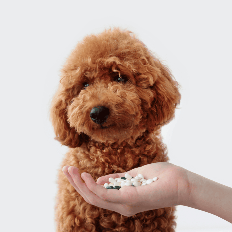 Cute poodle puppy with hand holding pills, veterinarian vet advice for dog health.
