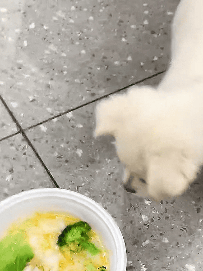 Adorable puppy curiously looks at food bowl.