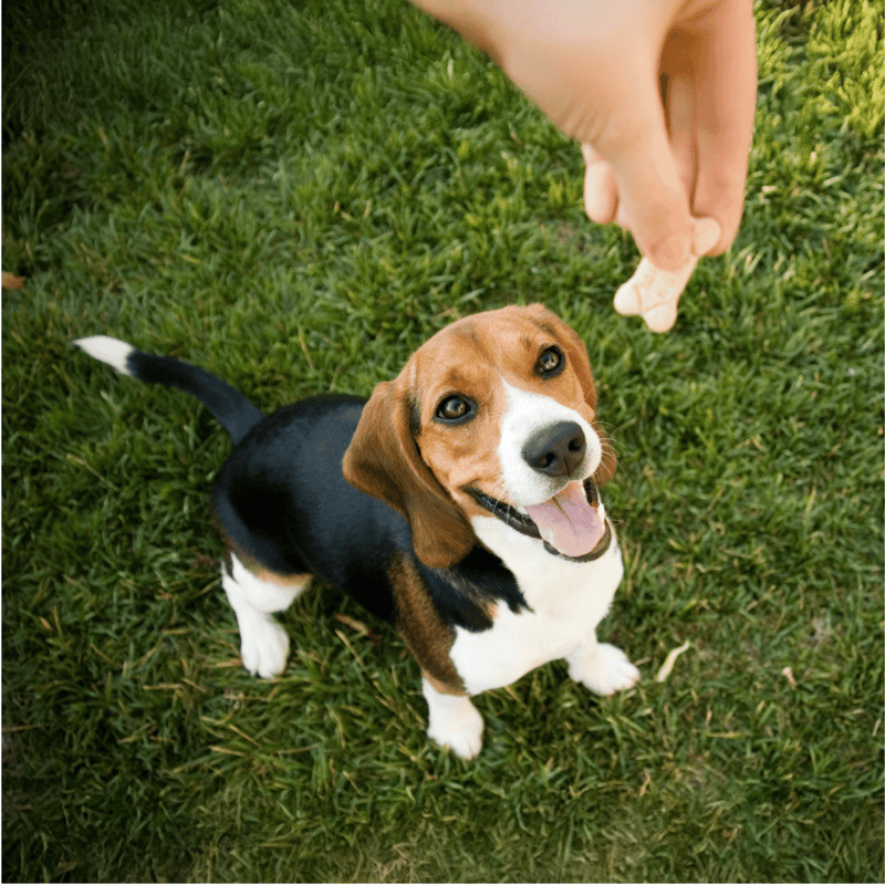Happy beagle dog looking up with a treat in hand, sitting on lush green grass.