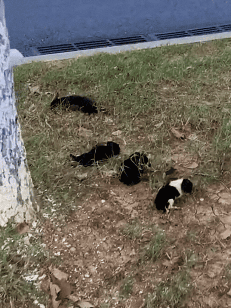 Adorable black and white puppies lying on the ground near a tree and a grassy area.