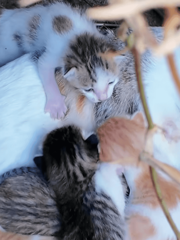 Adorable kittens nursing, close-up of tabby cats with fluffy fur, showing gentle bonding and maternal care.