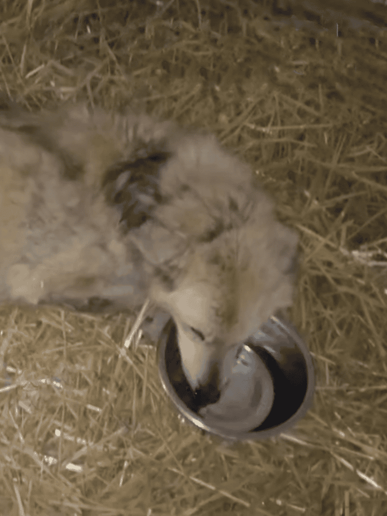 Dog drinking from bowl outdoors.