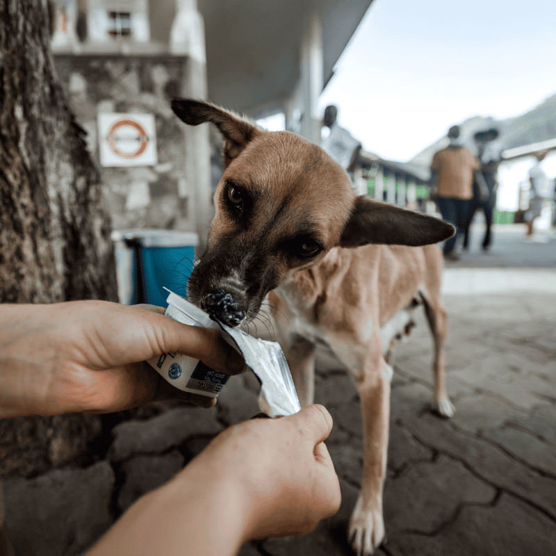 Close-up of a small dog licking yogurt from a spoon, with a background of a busy public area and people.