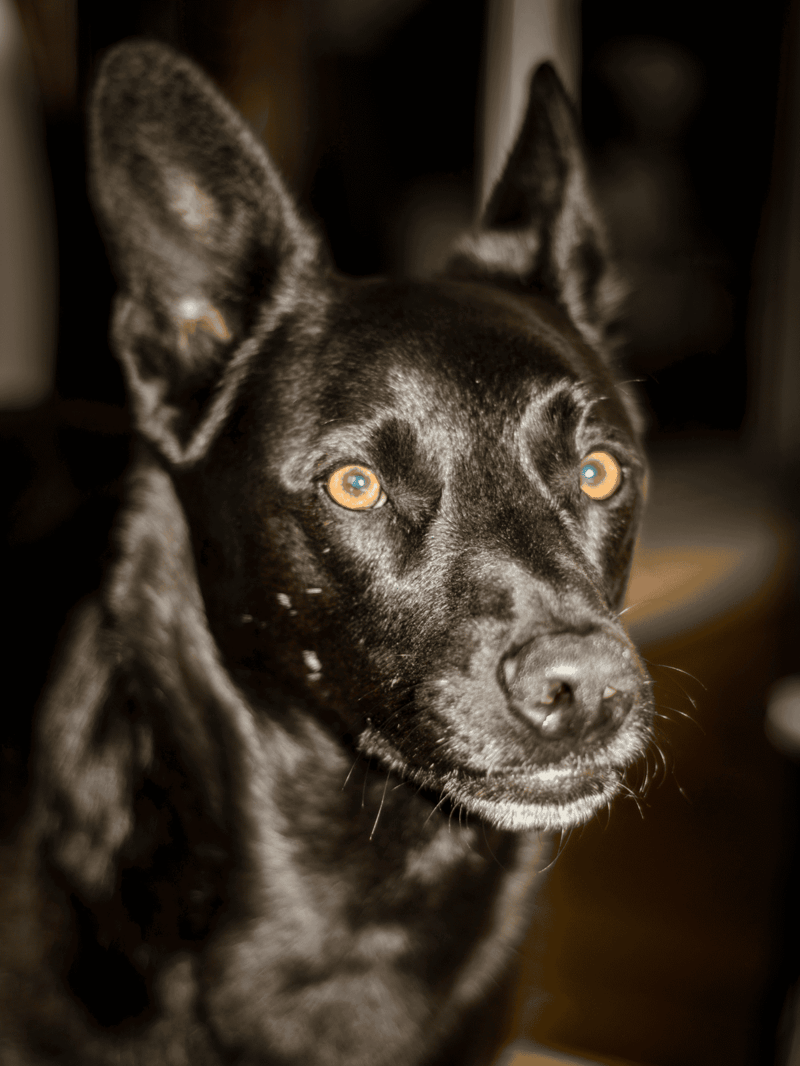 Dog rescue and care with Dogfix, professional service for happy, healthy dogs.