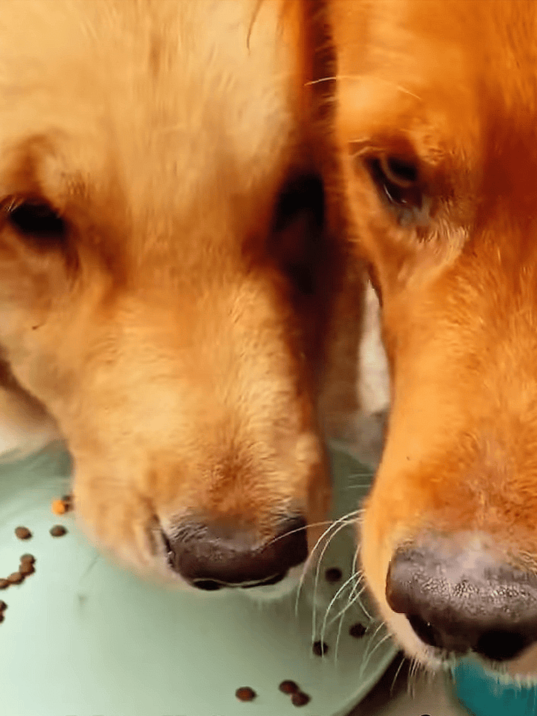 Close-up of two happy dogs eating dog food from a bowl.