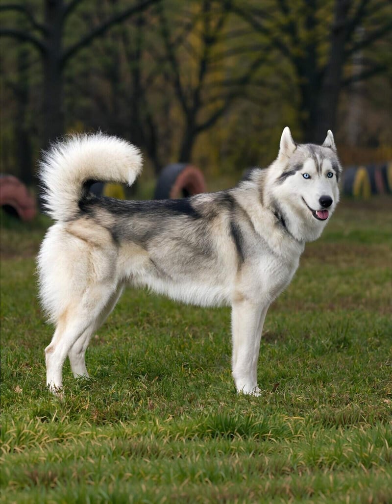 Adorable Siberian Husky with striking blue eyes and fluffy tail outdoors.