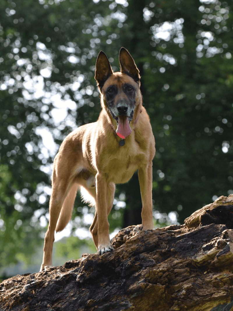 Adorable Belgian Malinois dog standing on a log in a forest setting with lush greenery.