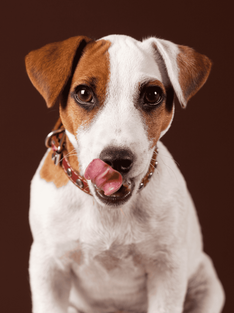Adorable Jack Russell dog with expressive eyes and tongue out, perfect for pet care and dog training content.