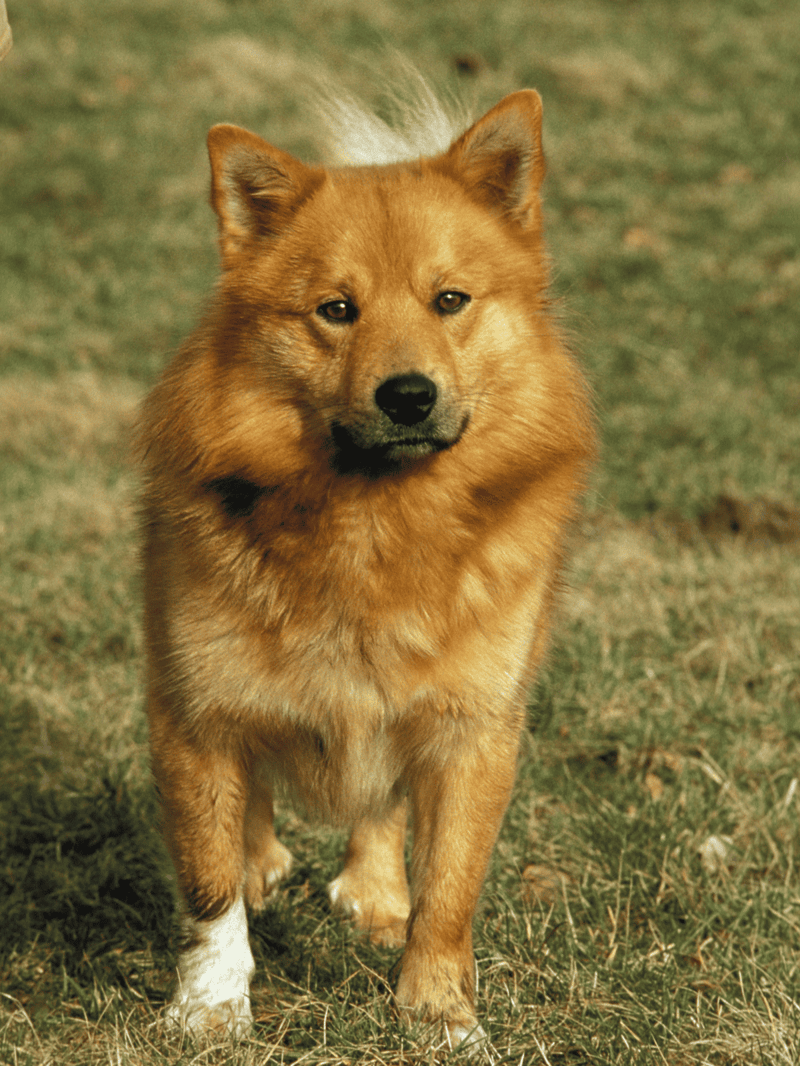Dog sitting outdoors on grass, showing alertness and curiosity, ideal for pet care visuals.
