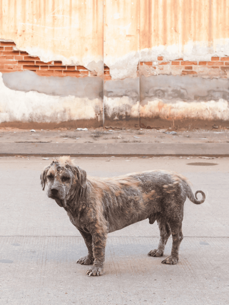 Dog with matted, unkempt fur on city street near damaged wall background.