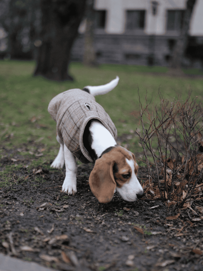 Cute puppy sniffing the ground, wearing a cozy coat, enjoying outdoor activity, dog lifestyle.