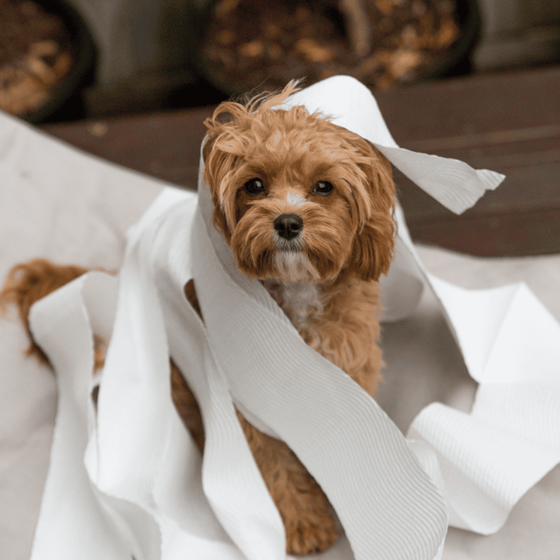 Adorable small dog dressed in a white costume, sitting indoors on a wooden floor with a rustic backdrop.