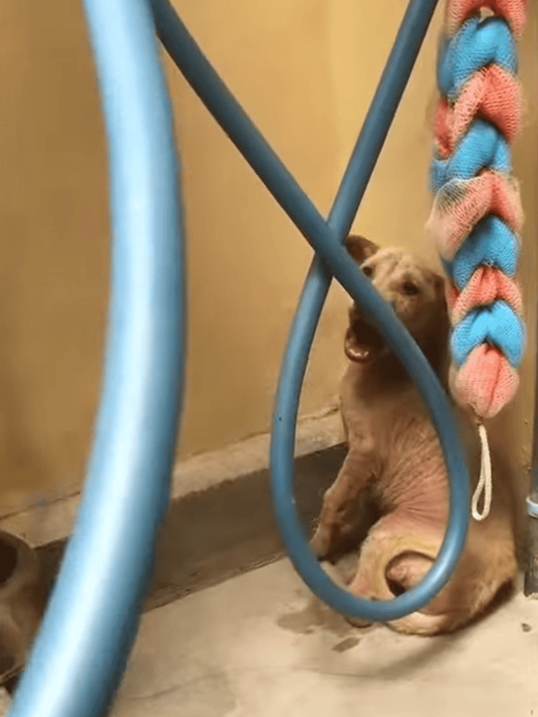 Adorable puppy hiding behind blue chair and colorful braided toy, playful and cute dog at home.