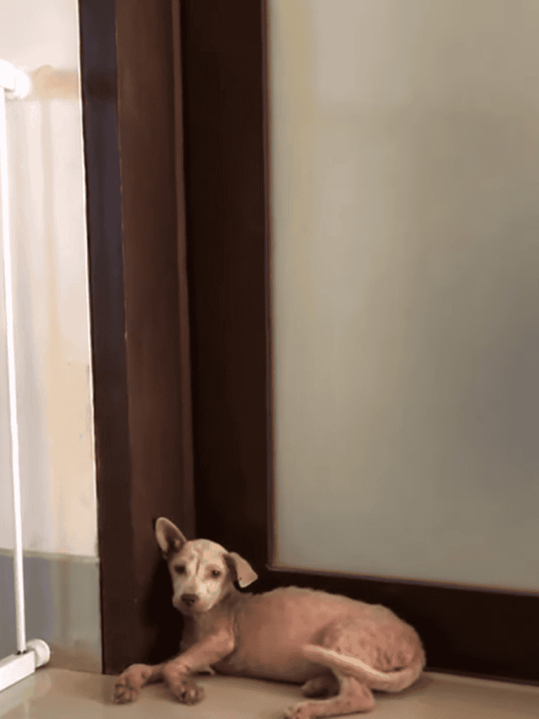 Adorable puppy lying on the floor near the wall in a cozy indoor setting.