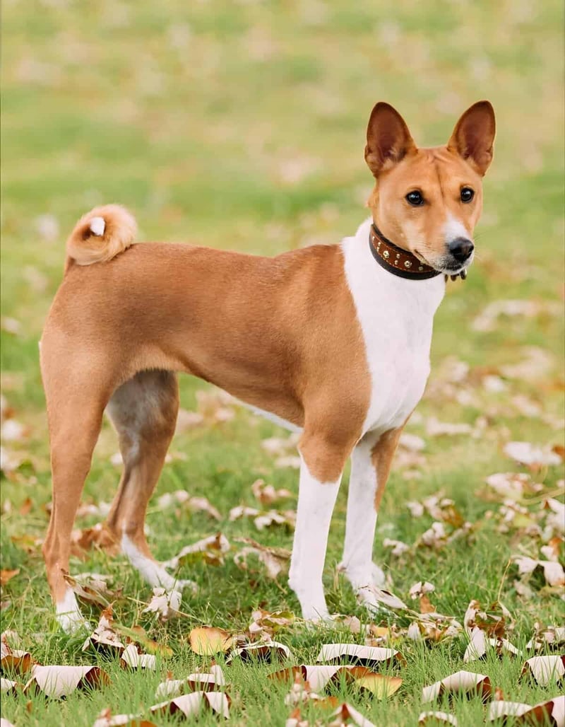Adorable tan and white dog standing on grass during fall, perfect for dog lovers and pet owners.