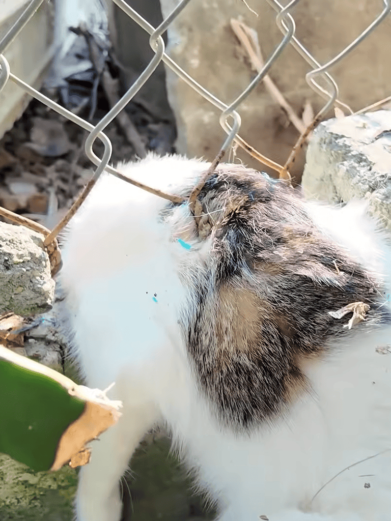 Adorable cat and dog cuddling through a fence, showcasing pet friendship and care. Great for pet adoption and animal love.