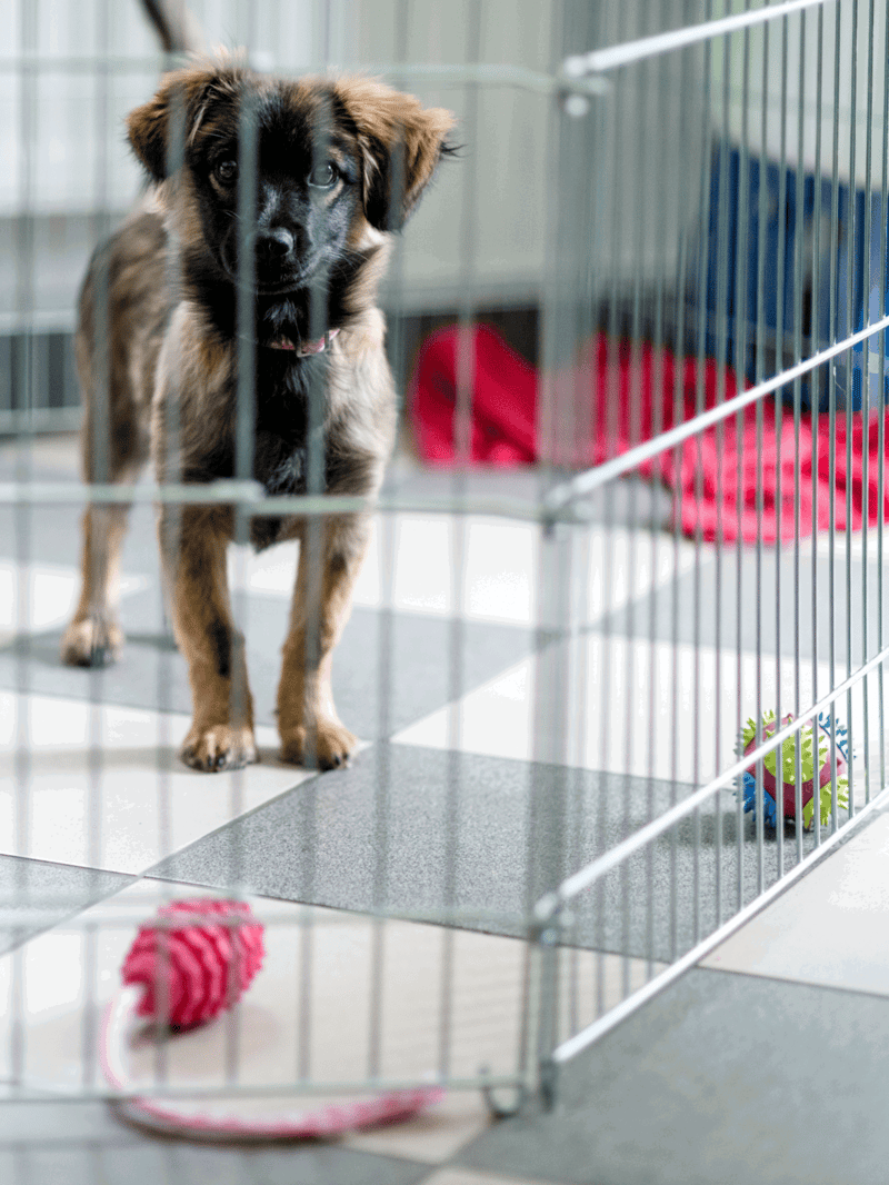 Dog in puppy crate with toys and blankets.