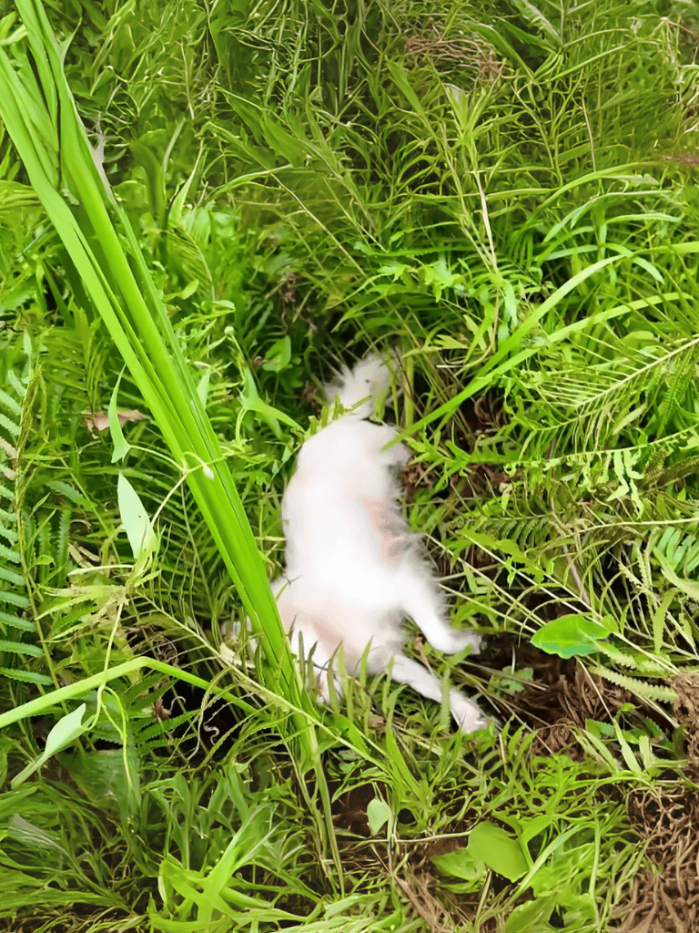 Cute baby rabbit hiding among jungle foliage.