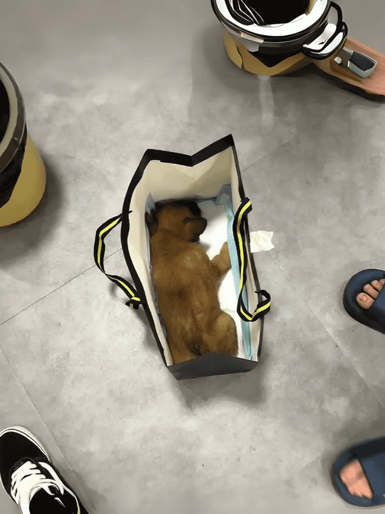 Adorable puppy peacefully sleeping in a shopping bag, surrounded by shoes on a grey floor. Ideal for pet safety and dog adoption themes.