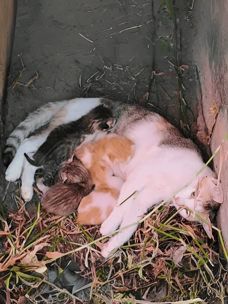Cute mom dog nursing kittens outside.