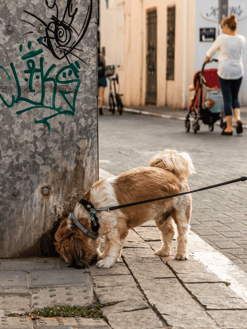Dog on leash sniffing street corner, urban sidewalk scene, pet walking, city dog owner.