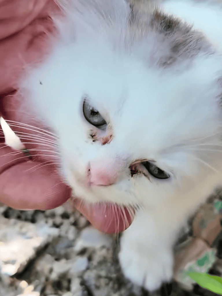 Close-up of a cute white kitten with blue eyes, softly being petted, emphasizing pet care and animal affection.