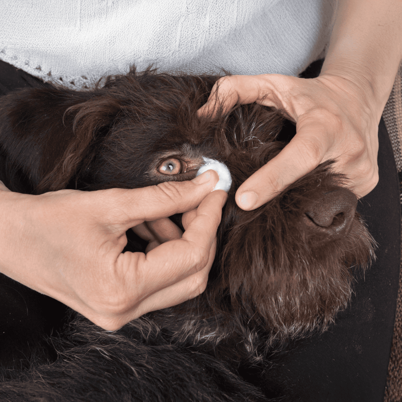 Close-up of a person cleaning a dog's eye with a cotton ball for pet grooming.