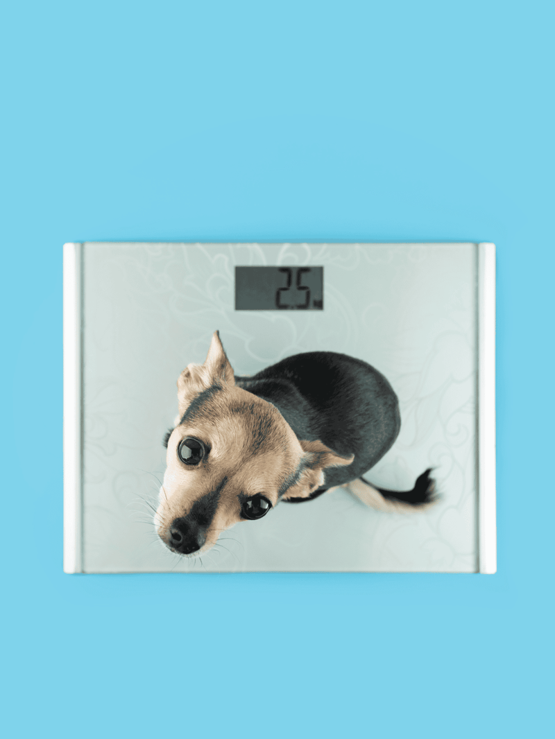 Digital pet scale showcasing a small dog, emphasizing pet health tracking and accurate weight measurement.
