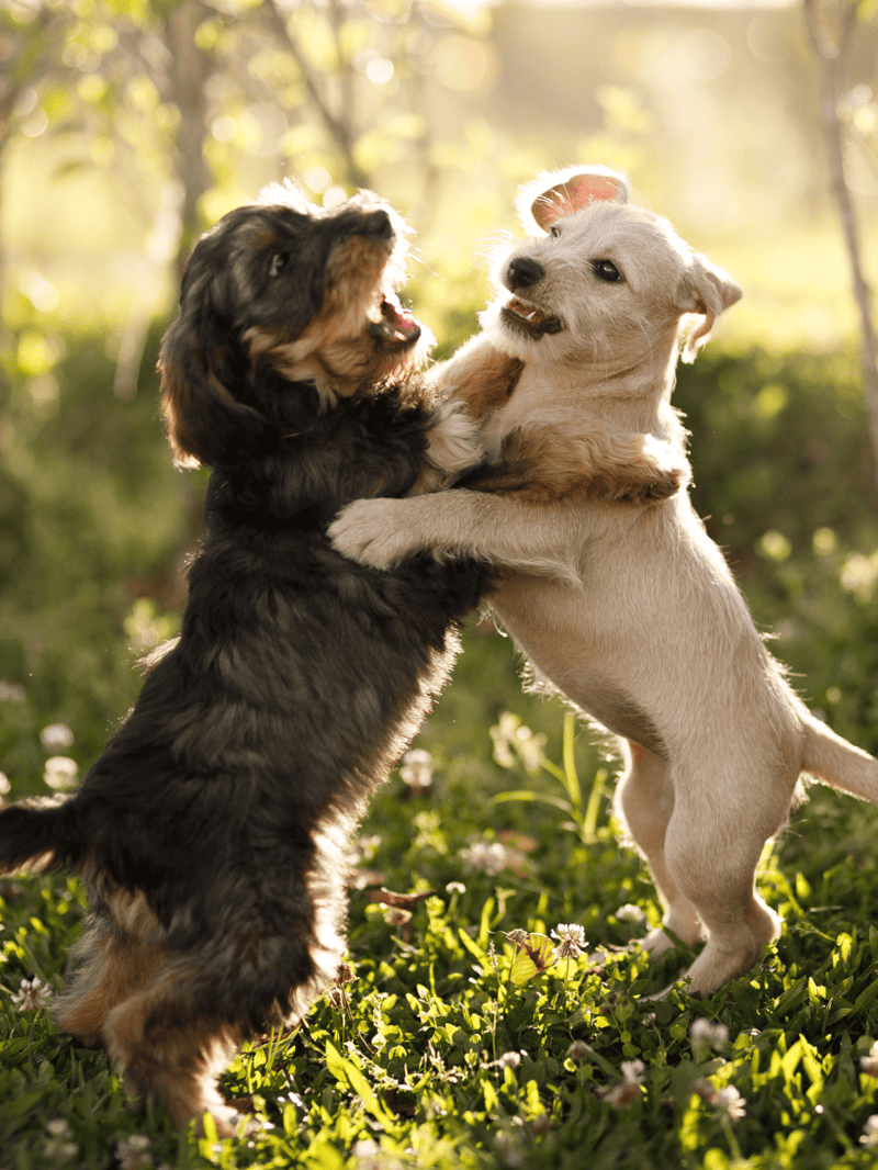 Adorable puppies playing and tackling in a sunny outdoor setting, showcasing fun and companionship.