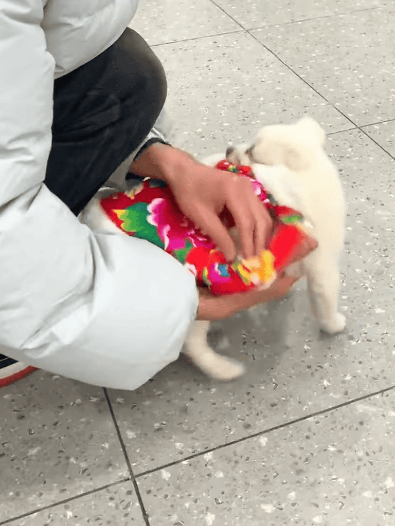 Adorable white puppy in vibrant floral dress playing with owner.