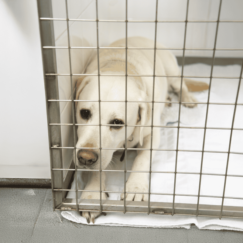 Dog rescue dog lying inside a cage at an animal shelter.