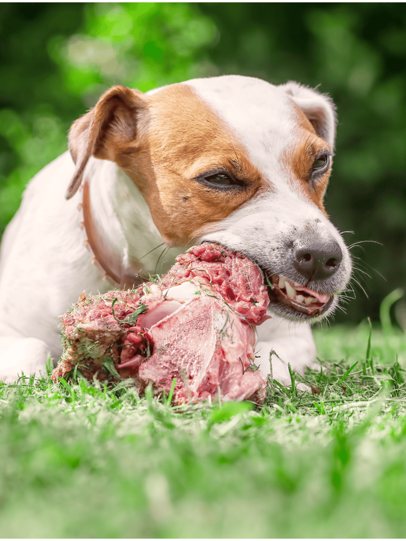 Close-up of a dog chewing on a large raw piece of meat outdoors, emphasizing healthy dog diet.