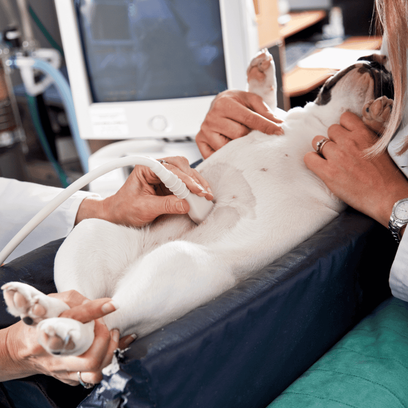 Dog receiving ultrasound screening at veterinary clinic.