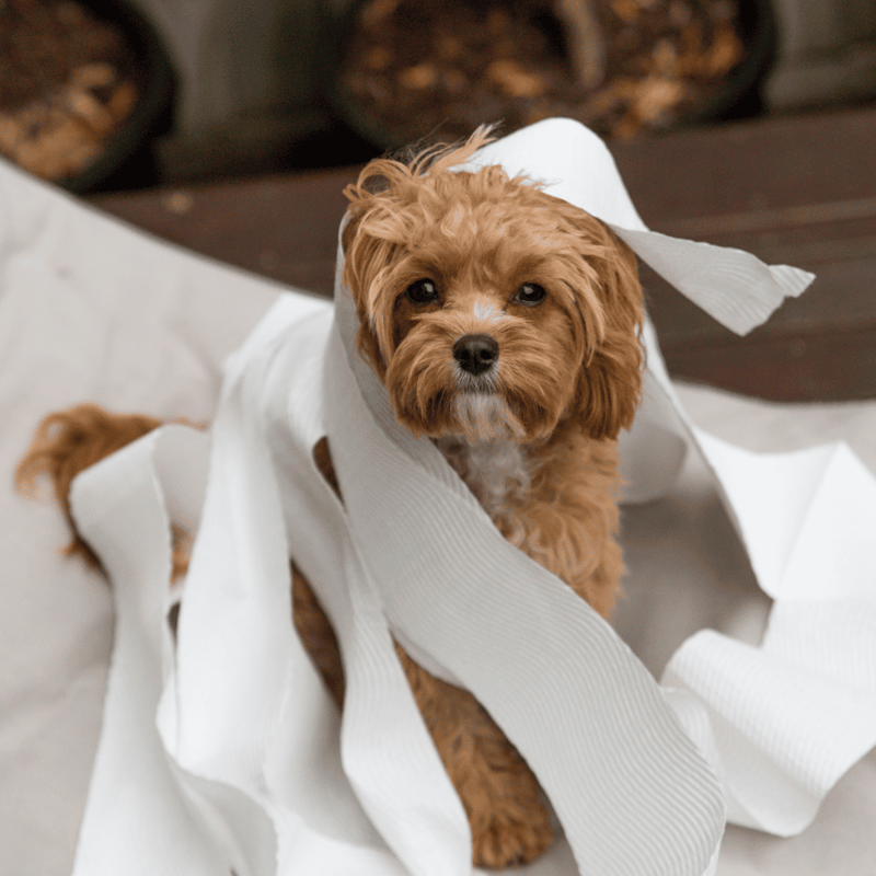 Adorable dog in paper wrapping for pet rescue, perfect for dog adoption and fostering.