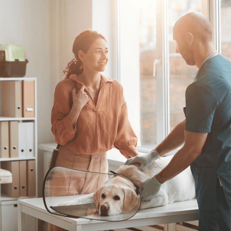 A veterinarian performs a check-up on a senior dog lying on an examination table, while a woman looks on in a bright, clinical setting.