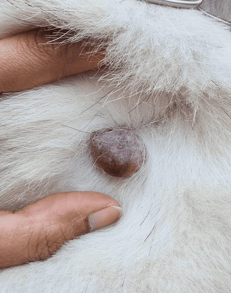 Close-up of a swollen skin lump on a white dog, potential concern for dog health.