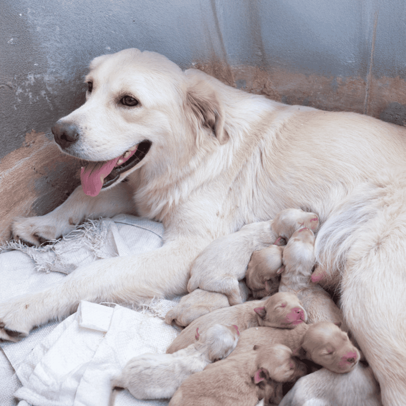 Adorable golden retriever mother caring for her puppies in a cozy, natural setting.