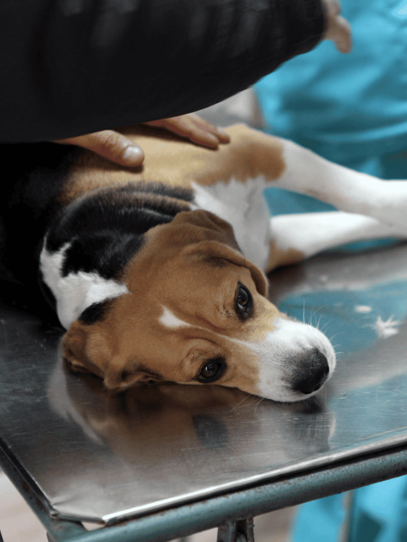 Adorable beagle dog lying on examination table during vet checkup.