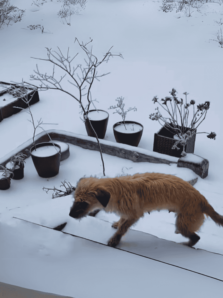 Adorable dog exploring snow-covered yard with potted plants.