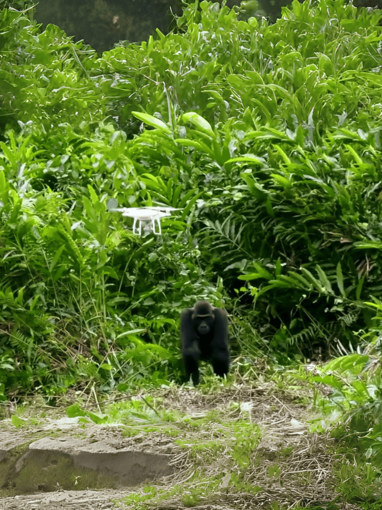 High-tech drone flying over lush jungle foliage near gorilla.