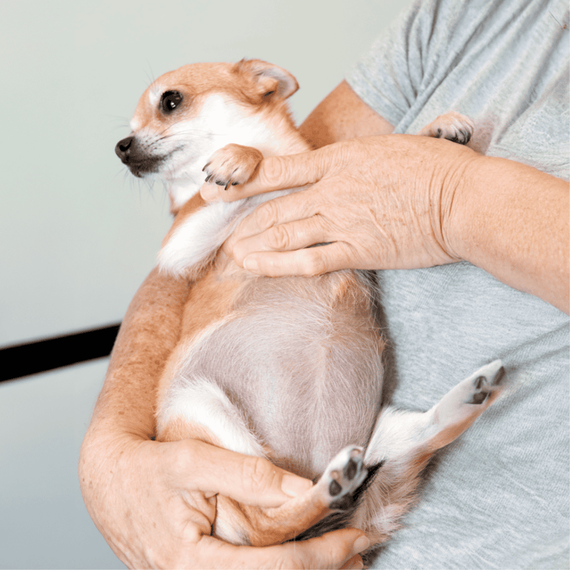 Adorable small dog being cuddled by a person, illustrating pet care and compassion.