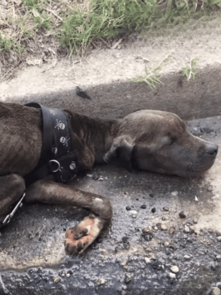 Dog lying on dirt ground, peaceful dog with a black collar, resting outdoors on a sunny day.
