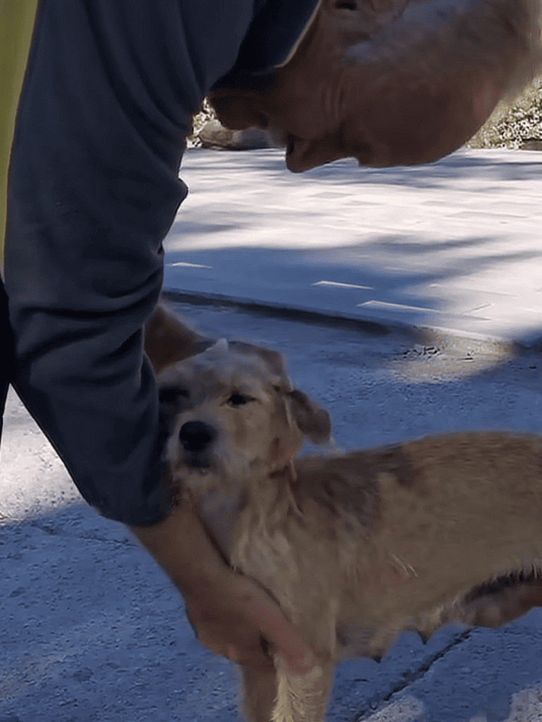 Adorable puppy and person play in snow, outdoor dog interaction, healthy dog lifestyle, winter fun with dogs.