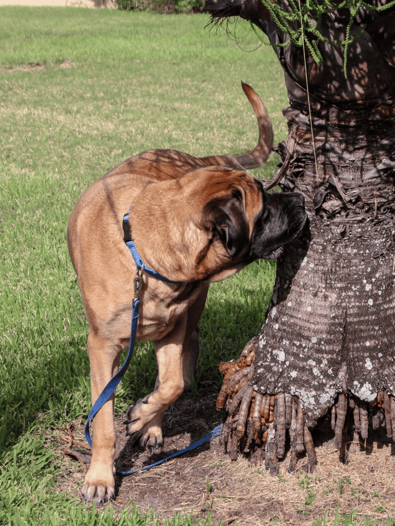 Playful Mastiff dog exploring tree bark, outdoor nature scene.