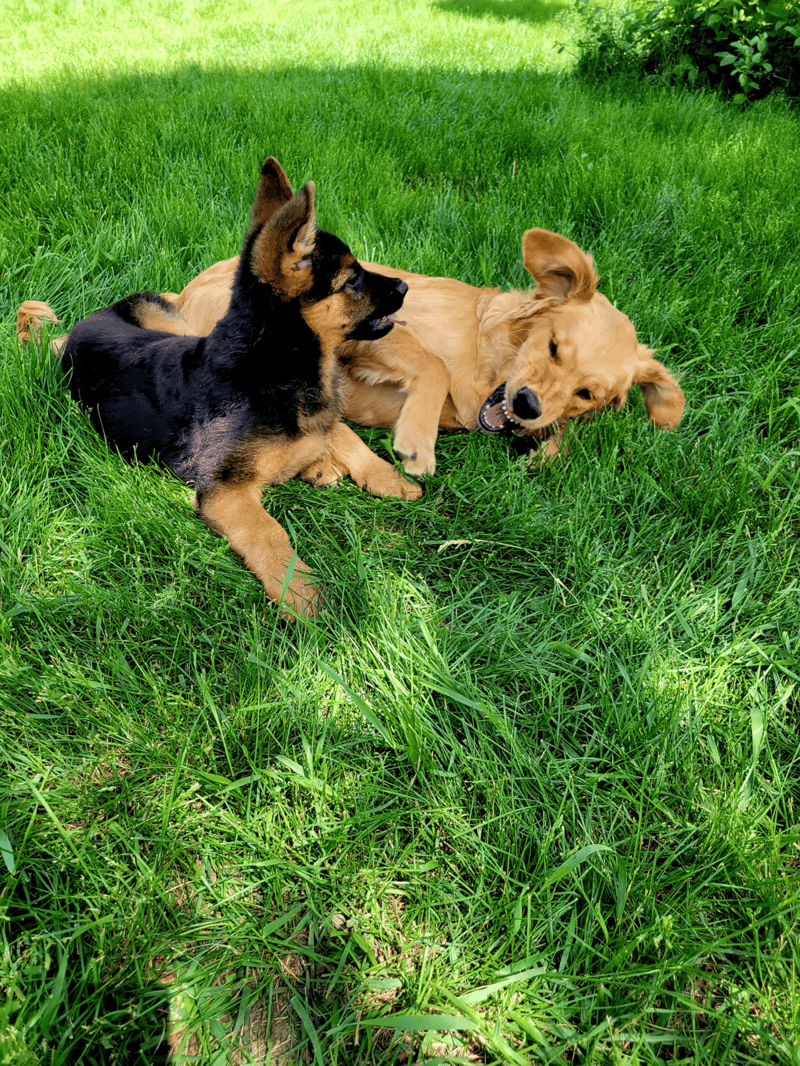 Adorable puppies playing on lush green grass in a secure outdoor dog park setting.
