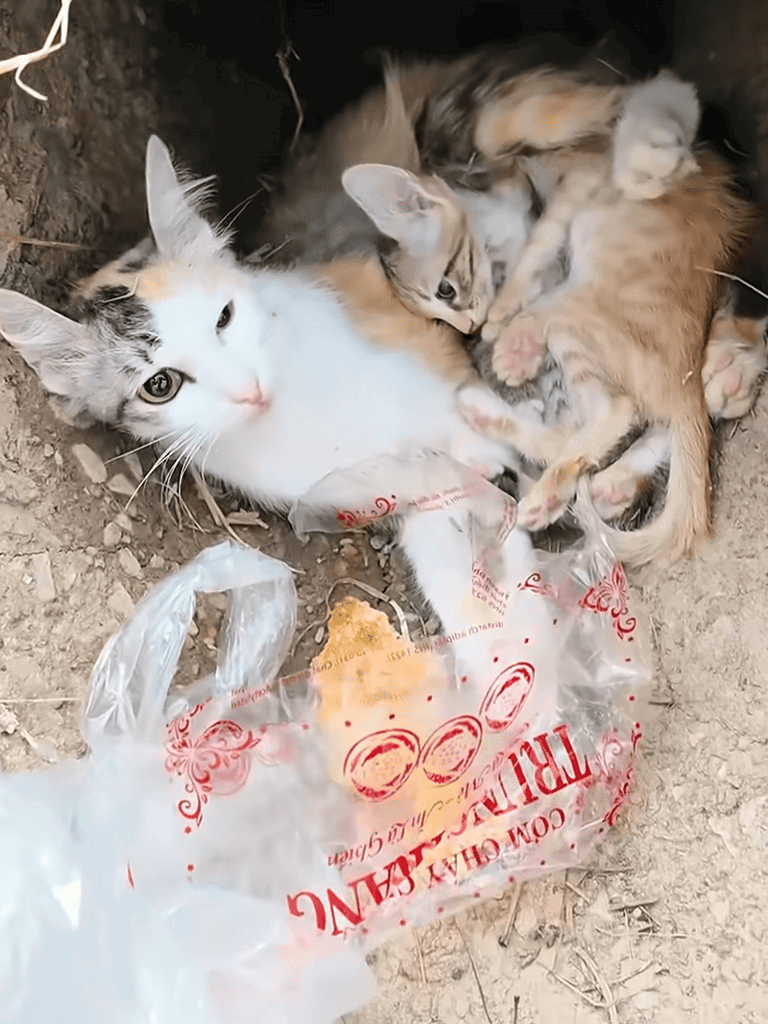 Adorable kittens nursing from a plastic bag in an outdoor setting emphasizing animal rescue efforts.